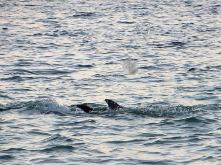 Як на Херсонщині дельфіни грають медузам…