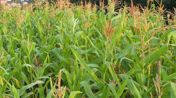 Урожайність кукурудзи на Полтавщині буде…
