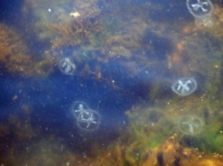 У Дніпрі біля Києва оселилися медузи (ВІ…