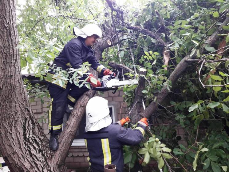 У Кропивницькому аварійне дерево ледь не…