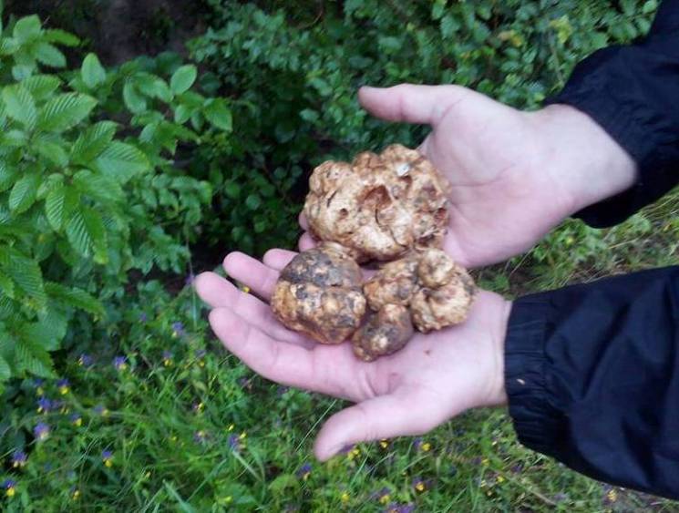 У Карпатах збирають гриби-велетні та гри…