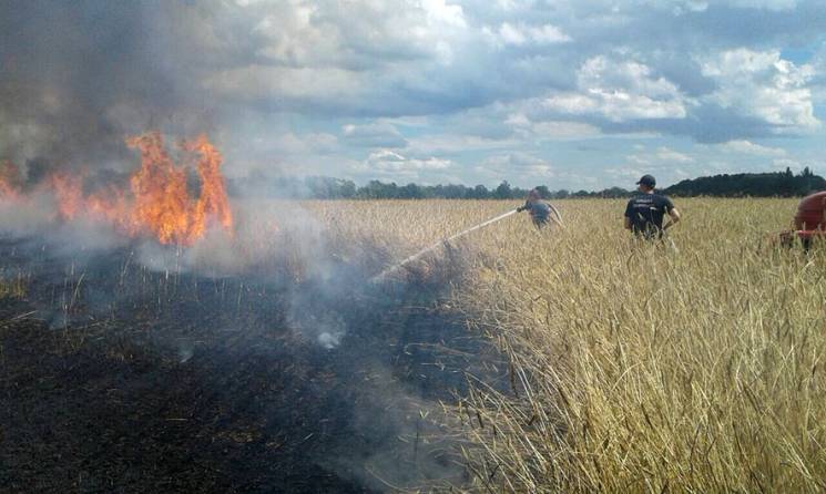 На Полтавщині згоріло поле з житом площе…