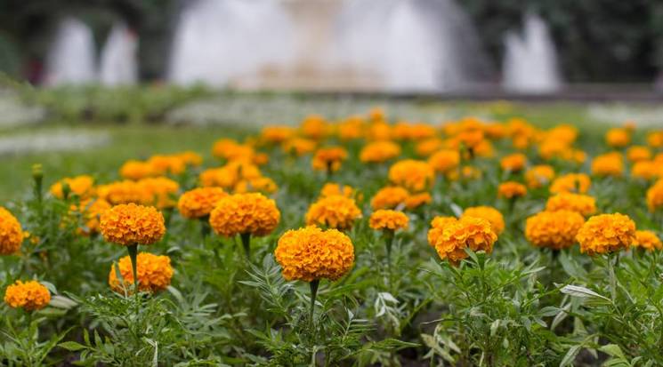 Погода й сьогодні порадує вінничан…