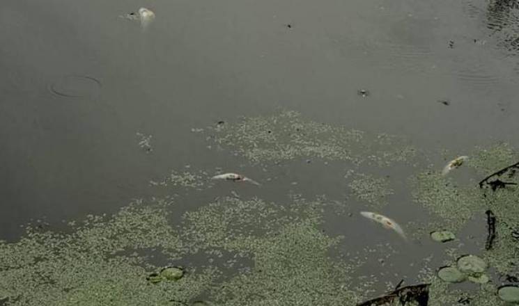 У річці на Вінниччині знову гине риба…