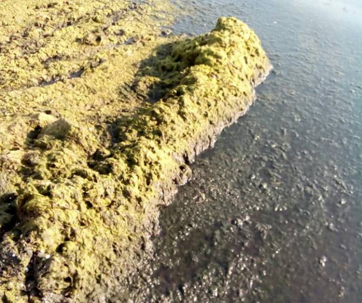 Бердянські пляжі досі завалені водоростя…