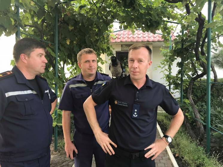 На Одещині у рятувальники записали ворон…