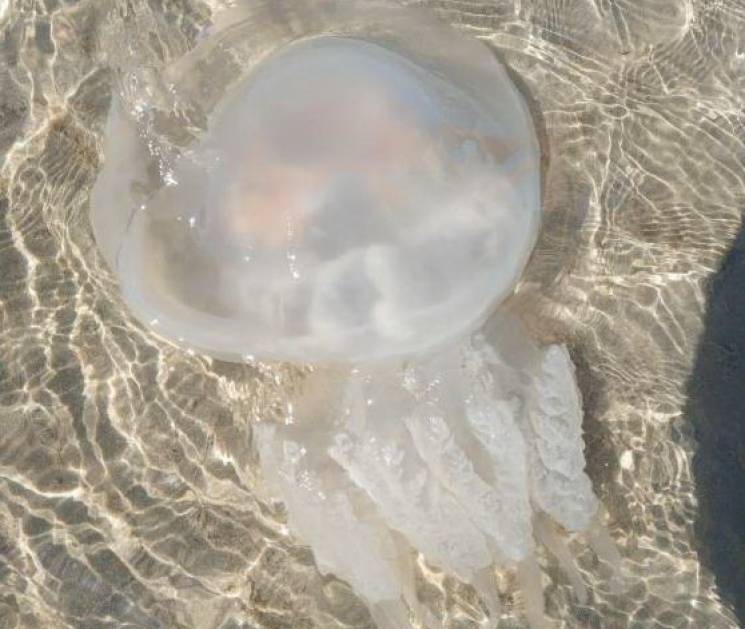 Шторми, медузи, водорості: Чому з азовсь…