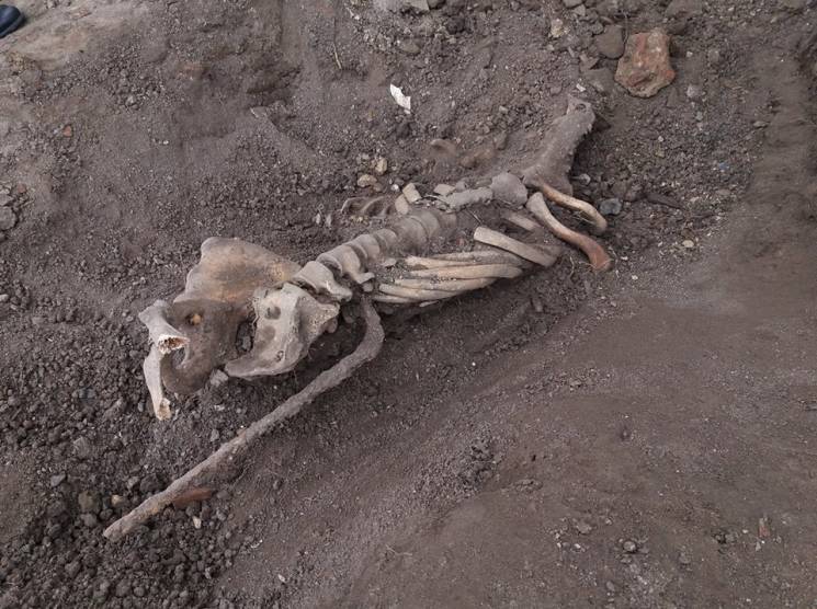 В Винницких мурах нашли необычный скелет…