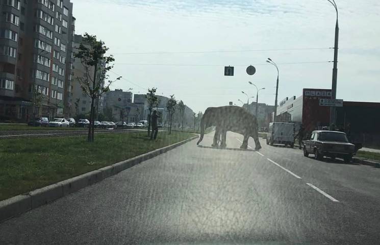 У Вінниці по вулиці слона водили (ФОТО)…