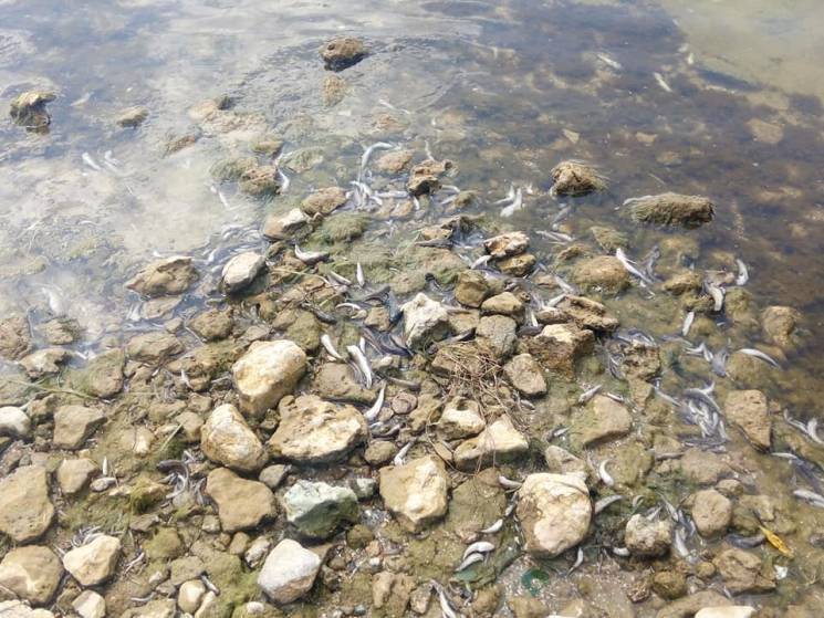 На Каховському водосховищі риба з невідомих причин викидається на берег