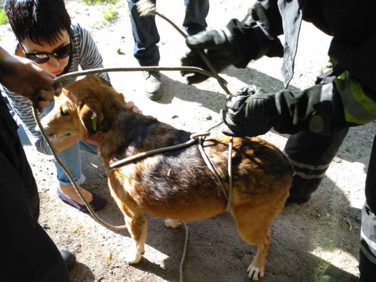 В Днипре спасатели вытащили собаку из ко…