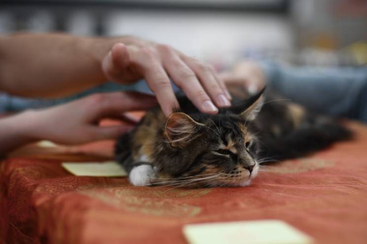 Одесити можуть приносити бездомних котів…