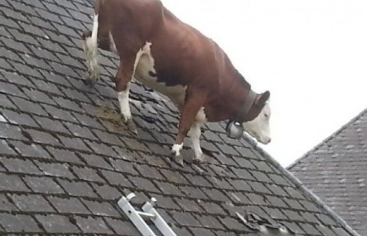 В Швейцарии корова вскарабкалась на крыш…