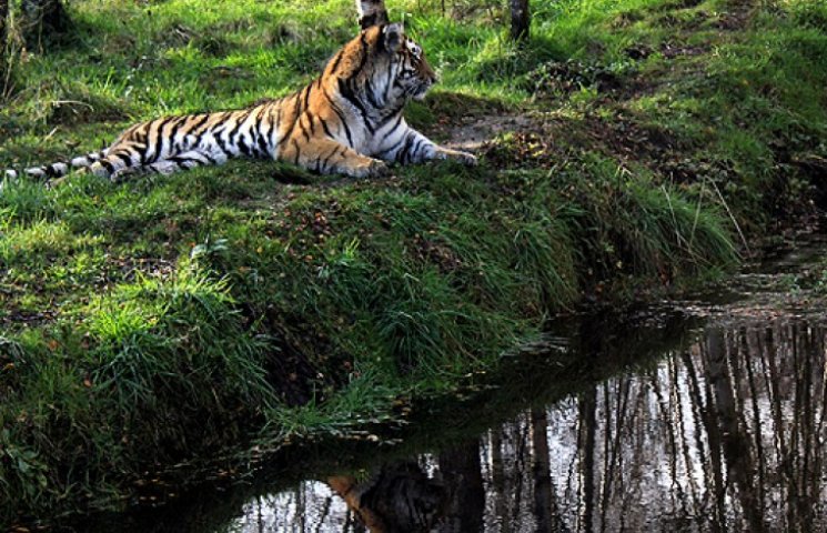 Амурские тигрята зоозащитника Путина осв…