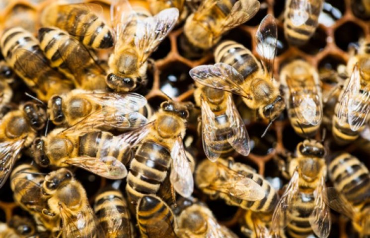 Пчелиный яд может стать лекарством от ВИ…