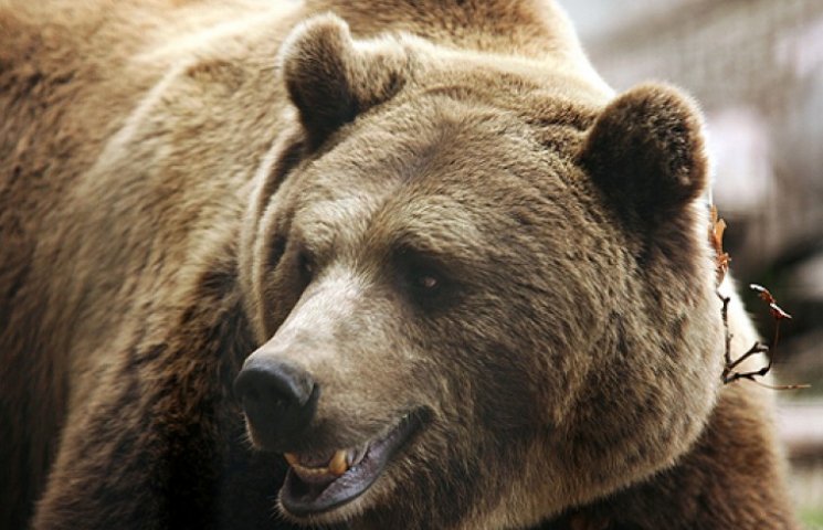 В Полтавской области медведь оторвал рук…