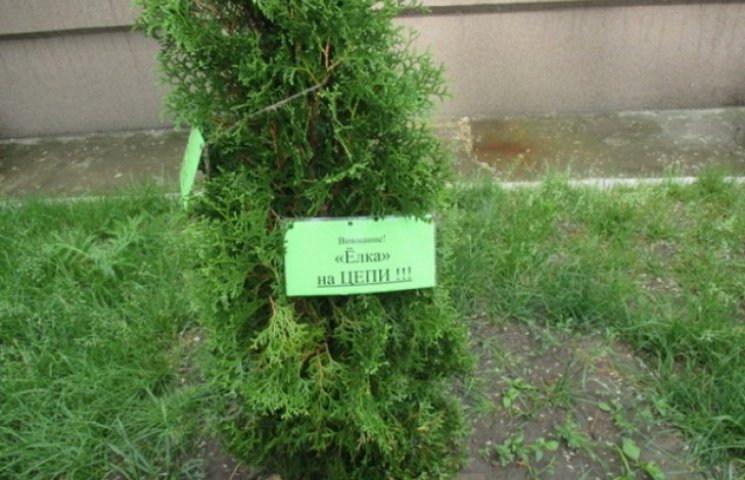 У Павлограді ялинки "посадили на ланцюг"…