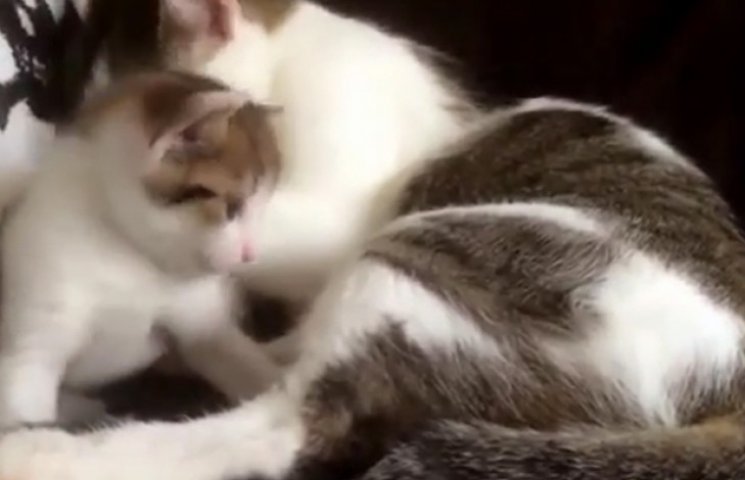 Як крихітне кошеня вчиться у мами вмиват…