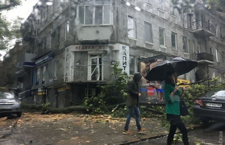В центрі Одеси впало дерево…