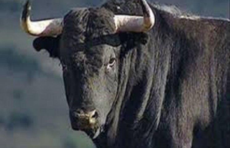 На Тернопільщині бик вбив людину…