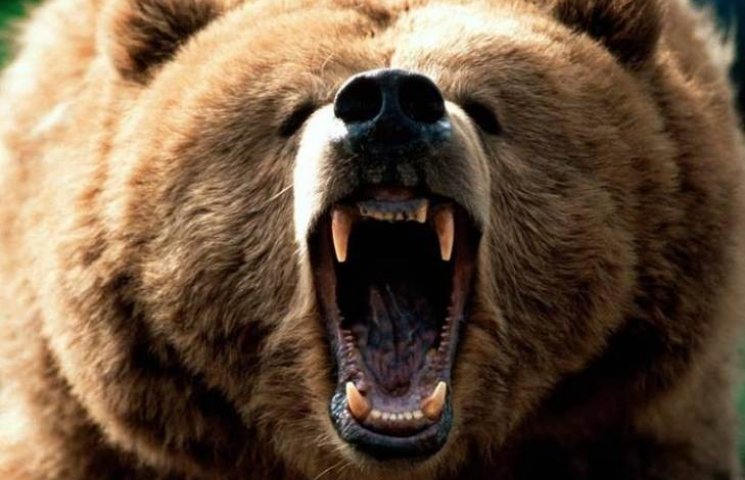 Ведмеді у Карпатах вийшли на полювання…
