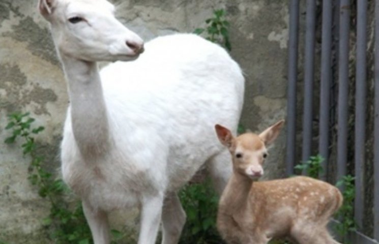 В одеському зоопарку народилися дитинчат…