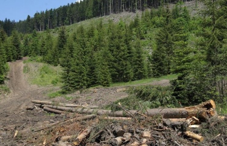 Закарпатские леса будут спасать сертифик…
