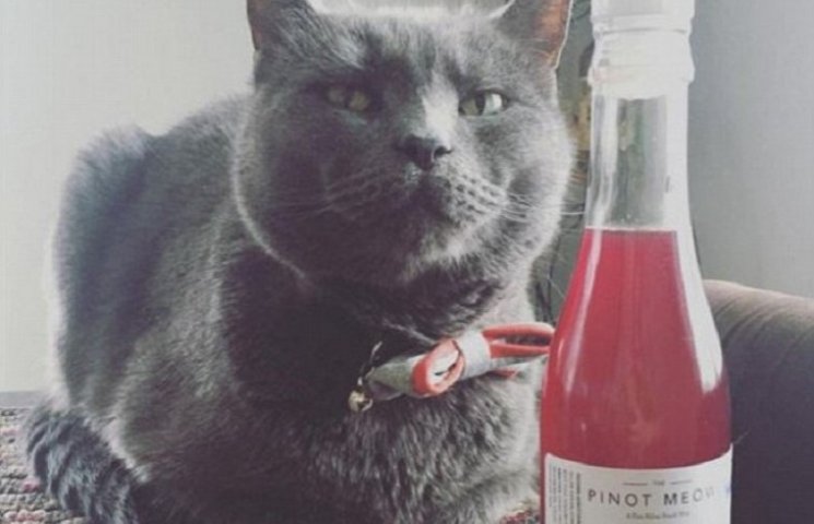 Вино для котиків: у продажу з'явилося Пі…