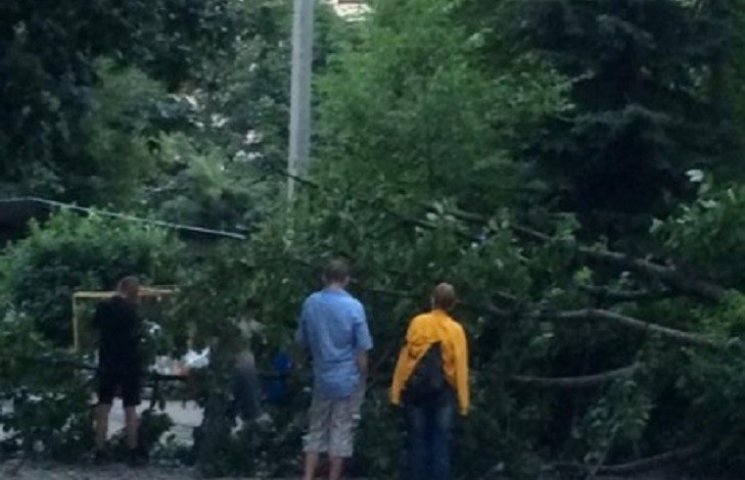 В Тернополі на жінку впало дерево…