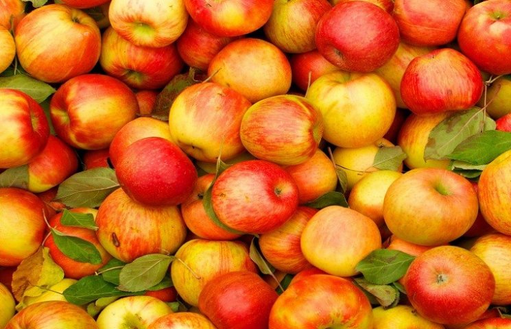 На Кубані "поховали" польські яблука та…