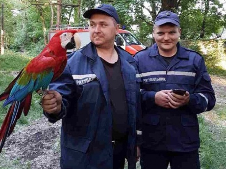 В Днипре спасатели гонялись за попугаем…