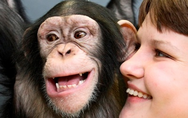 Улыбка обезьян напоминает человеческую…