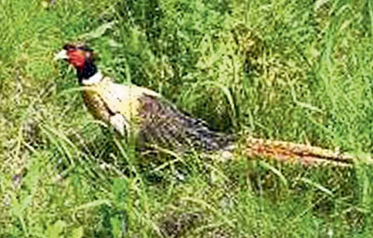 Вінницькі мисливці розводять фазанів…