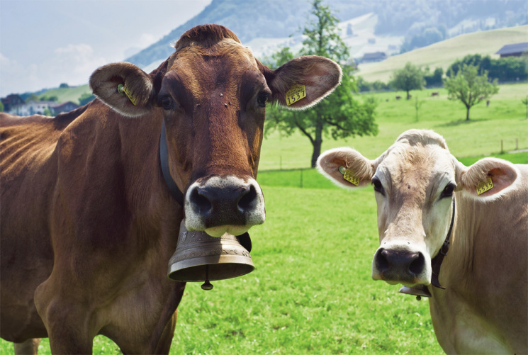 У Швейцарії корови вчинили масове самогу…