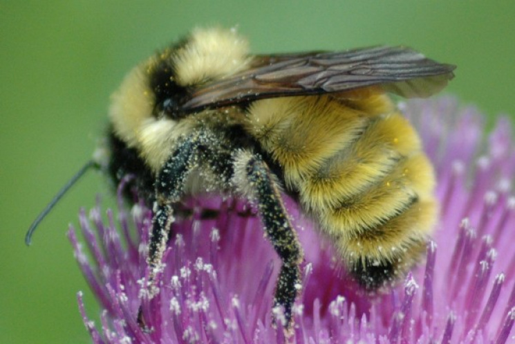 Не гудуть: У Миколаєві масово гинуть бдж…