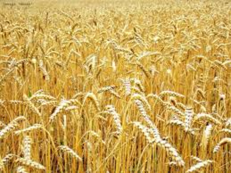 На Полтавщині урожай ранніх зернових буд…