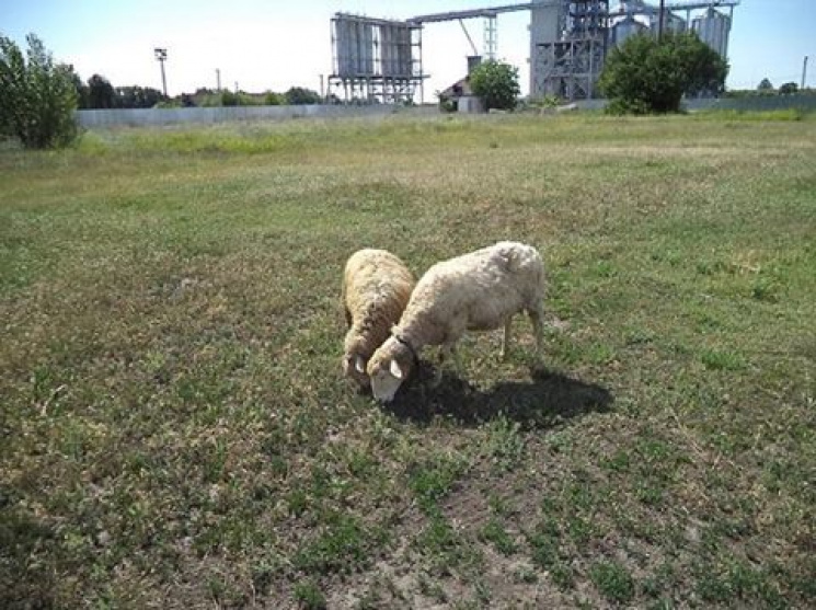 На Полтавщині пастух вкрав овець з ферме…