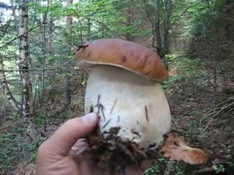 Усі в ліс: На Закарпатті у розпалі грибн…