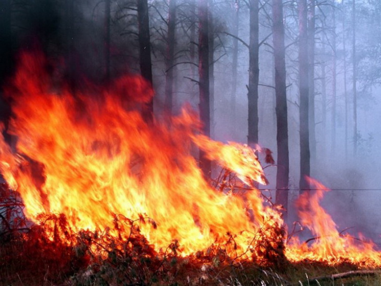 Шашличники знищили 16 га лісів на Дніпро…