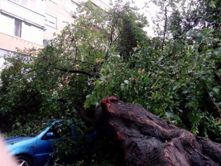 В Мукачево огромное дерево упало на авто…