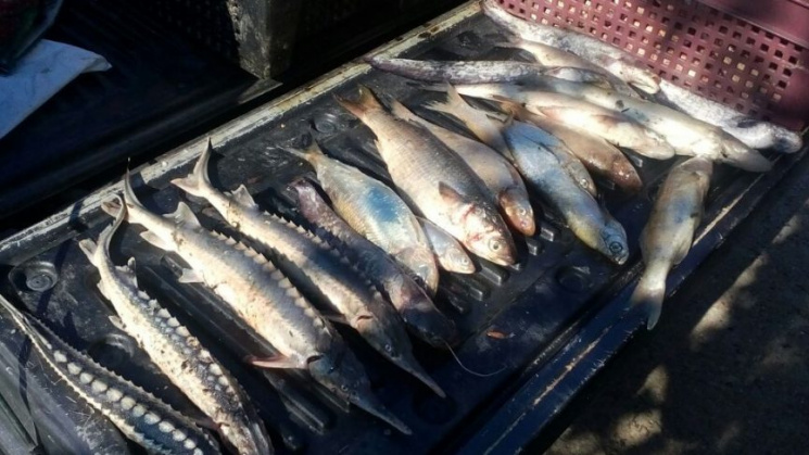 На Одещині затримали браконьєрів з рибою…