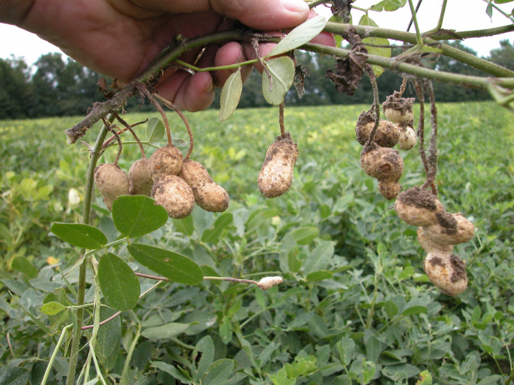 выращивание арахиса на огороде