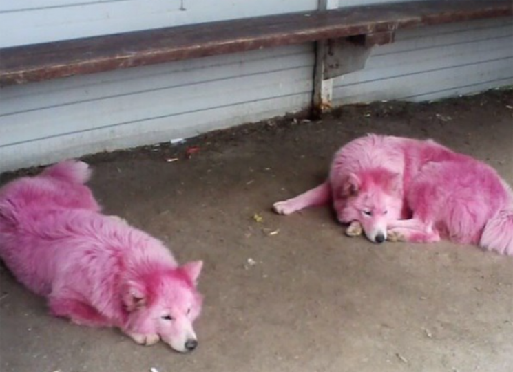 На  России фотографы покрасили собак в р…