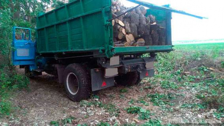 На Харківщині зловмисники викосили дубов…