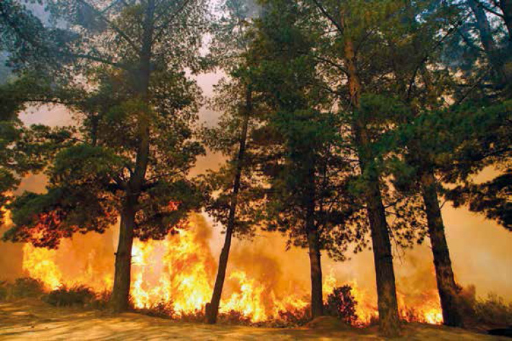 У Чорнобилі досі горить 8 га лісу: Радіа…