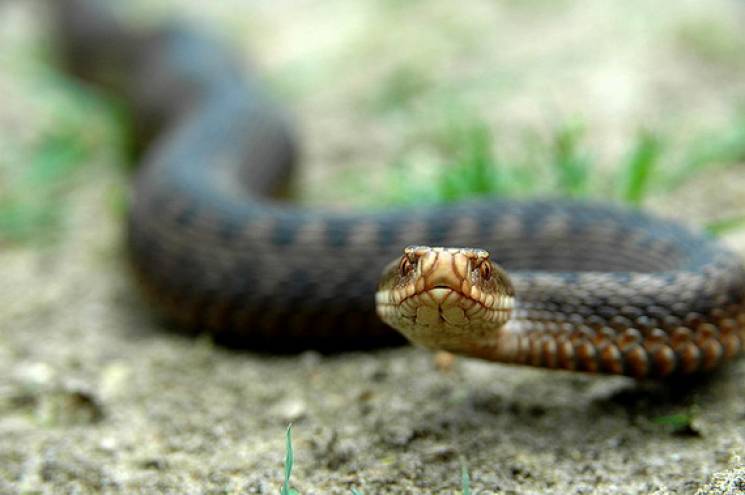 Сезонні “загострення”: чи треба боятися змій у Карпатах
