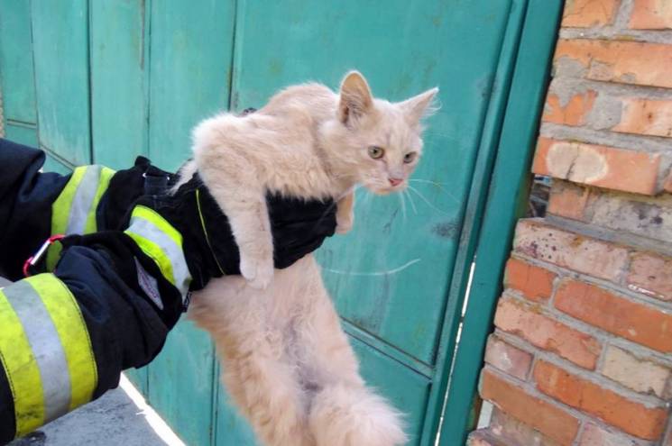 На Дніпропетровщині кіт відправив рятува…