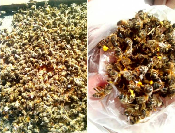 На Хмельниччині масово гинуть бджоли (ВІ…