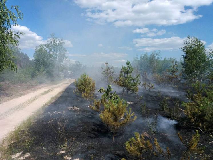 У селі під Полтавою сталася лісова пожеж…