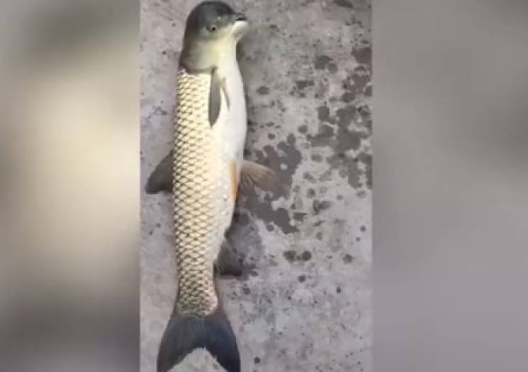 У Китаї виловили рибу-мутанта з головою…
